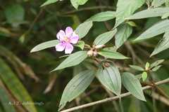 Melastoma malabathricum